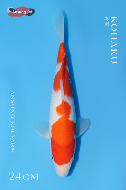 홍백 24cm