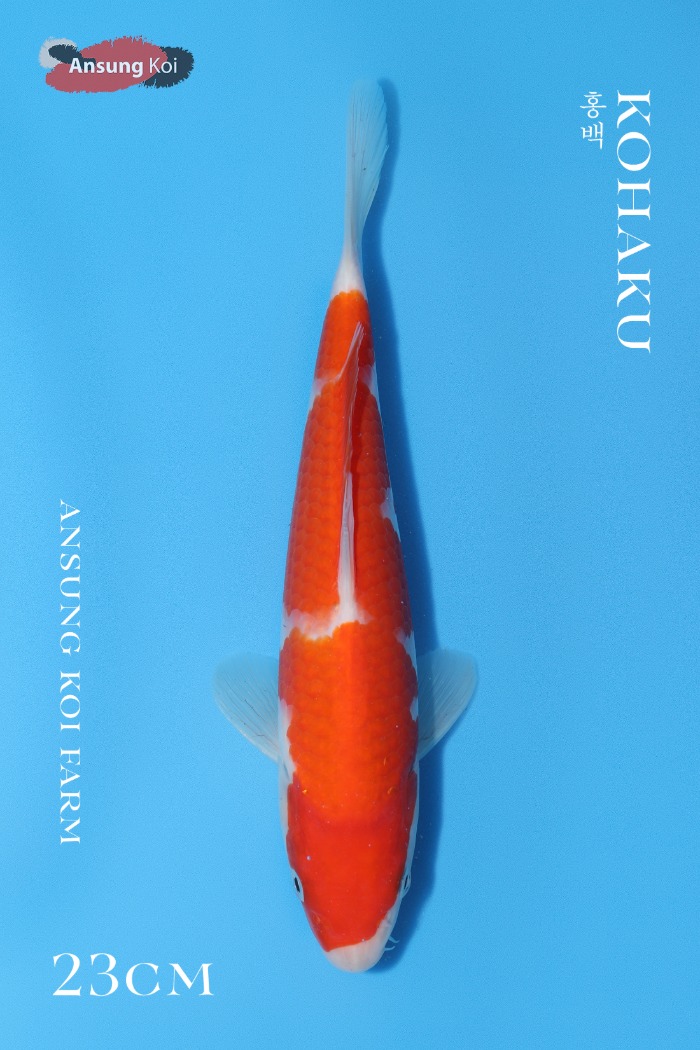홍백 23cm