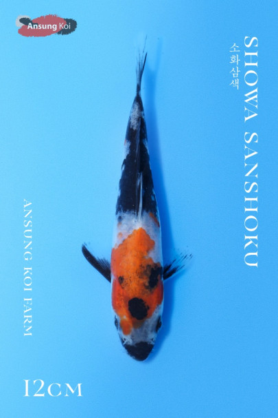 소화삼색 12cm