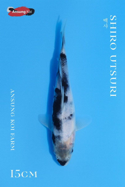 백사 15cm
