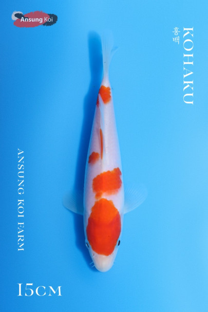 홍백 15cm
