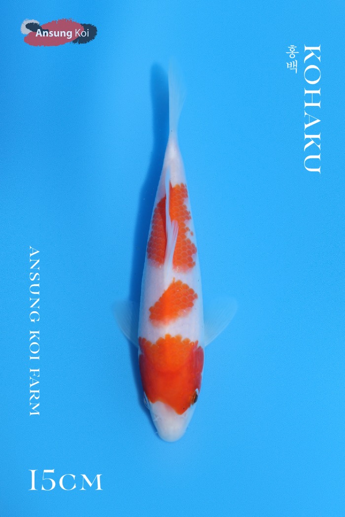 홍백 15cm