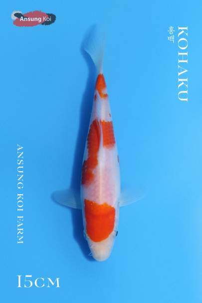 홍백 15cm