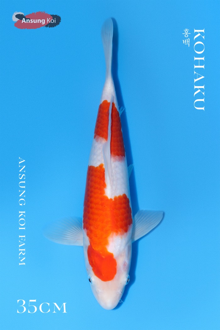 홍백 35cm