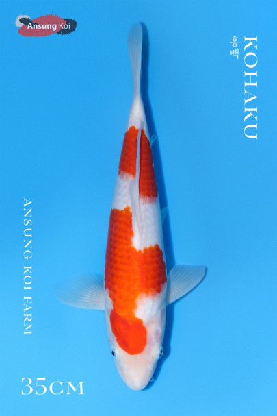 홍백 35cm