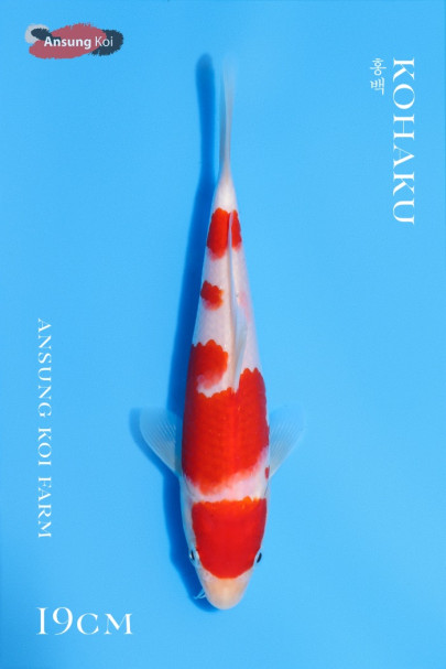 홍백 19cm