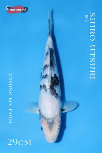 백사 29cm
