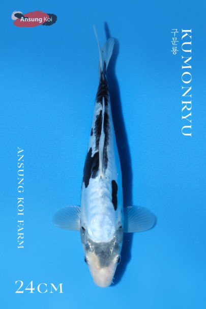 구문룡 25cm
