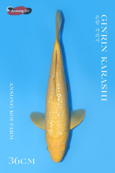 은린 카라시 36cm