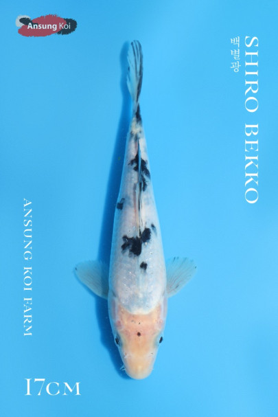 백별광 17cm