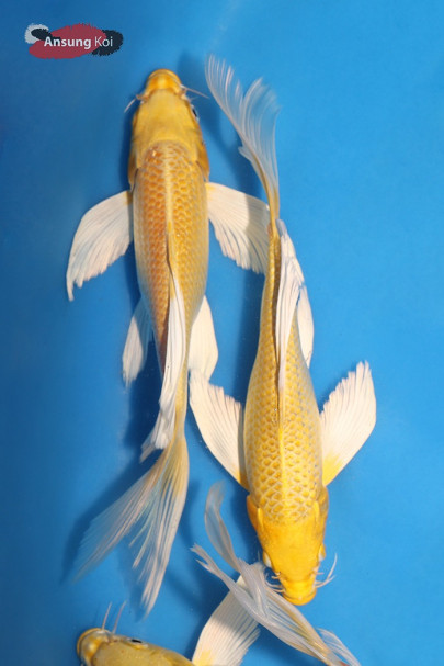 골드버터플라이코이 20cm~25cm