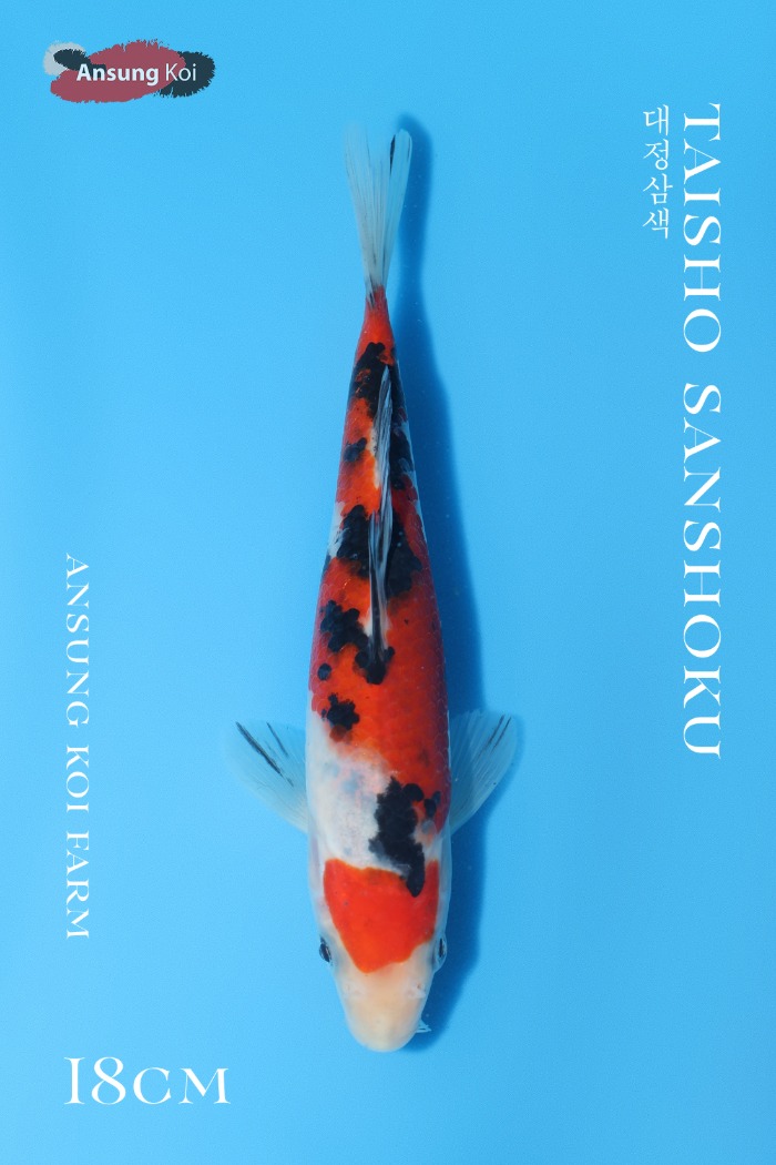 대정삼색 18cm