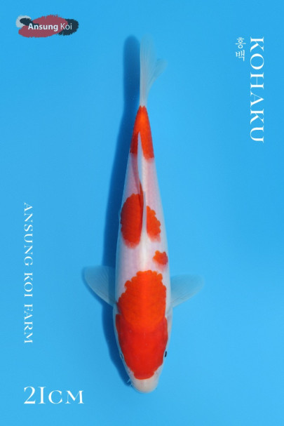 홍백 21cm