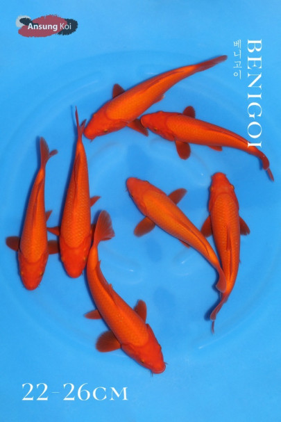베니고이 22~26cm