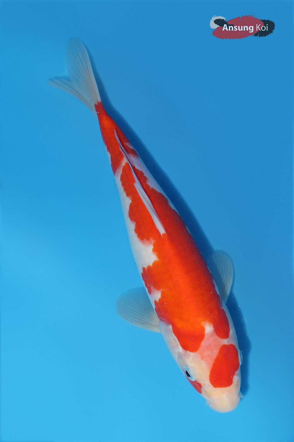 1036_detail3.jpg