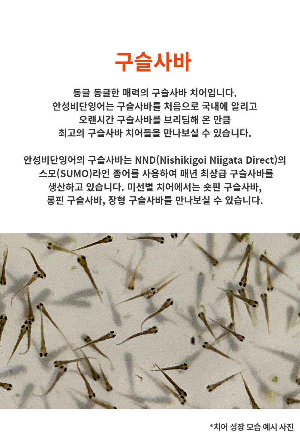 악세사리 -S1L13