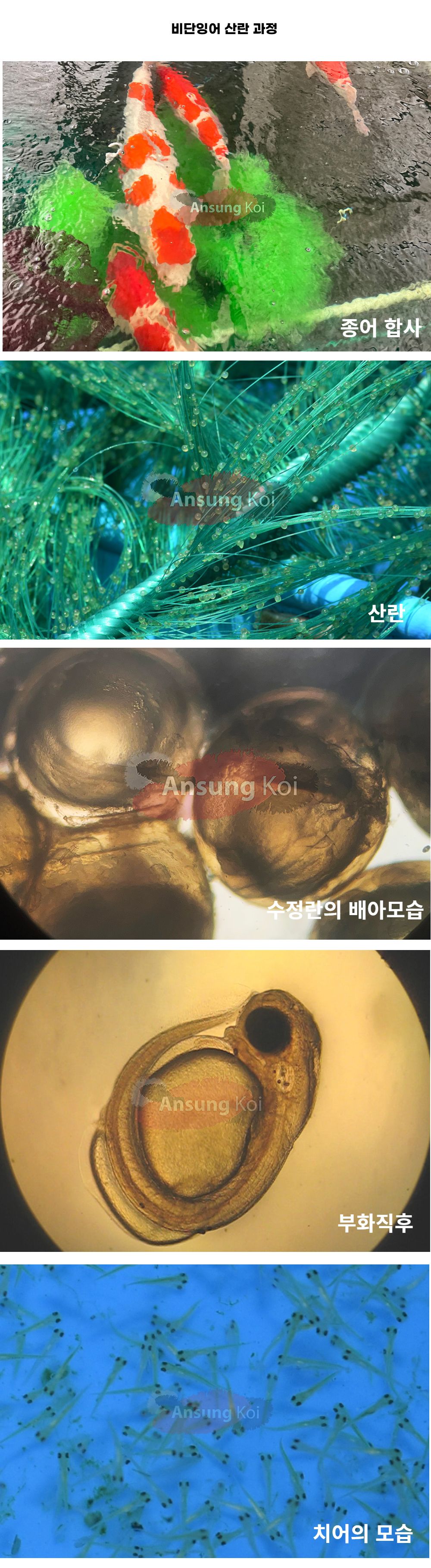 악세사리 -S1L15