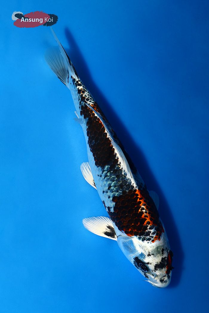 335_detail3.jpg