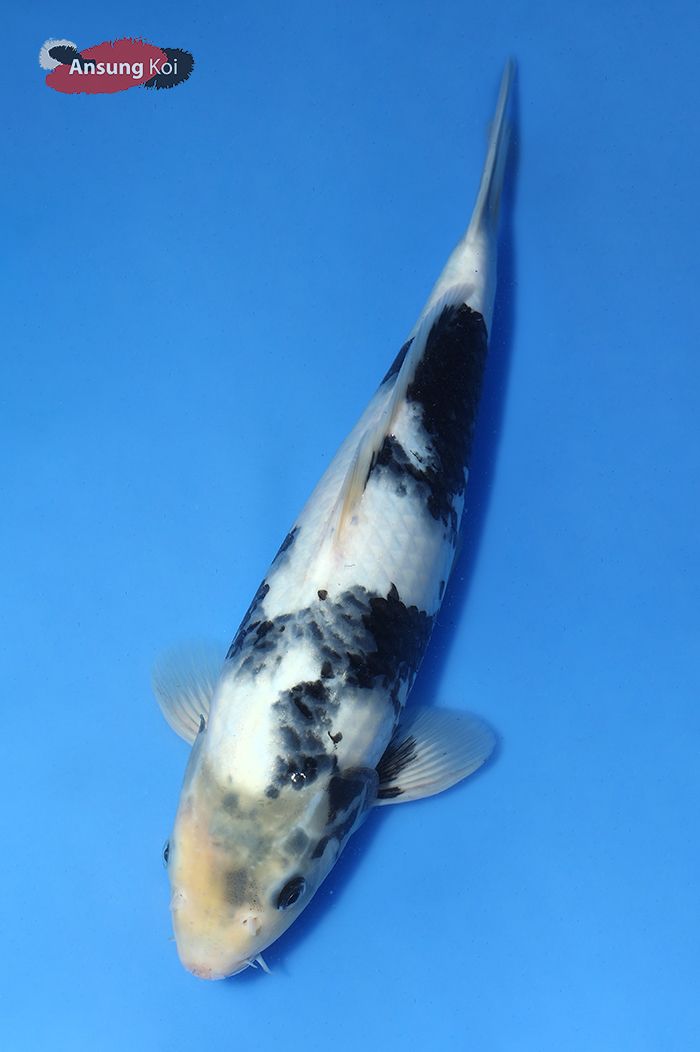 383_detail2.jpg