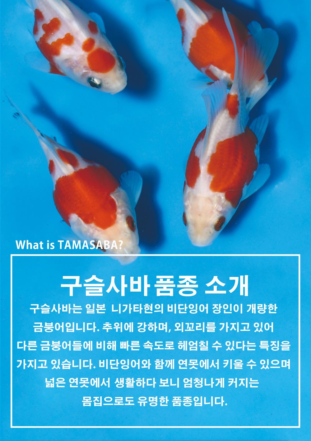 악세사리 -S5L1