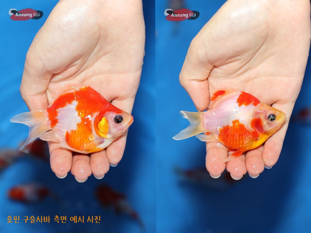 악세사리 상품 이미지-S3L19