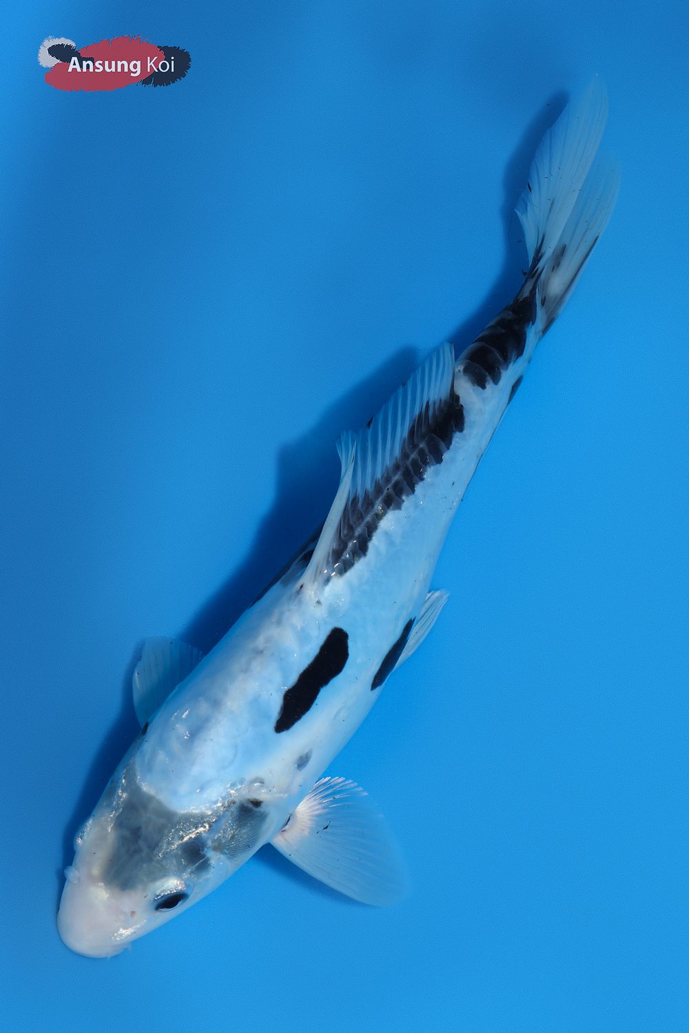 974_detail2.jpg