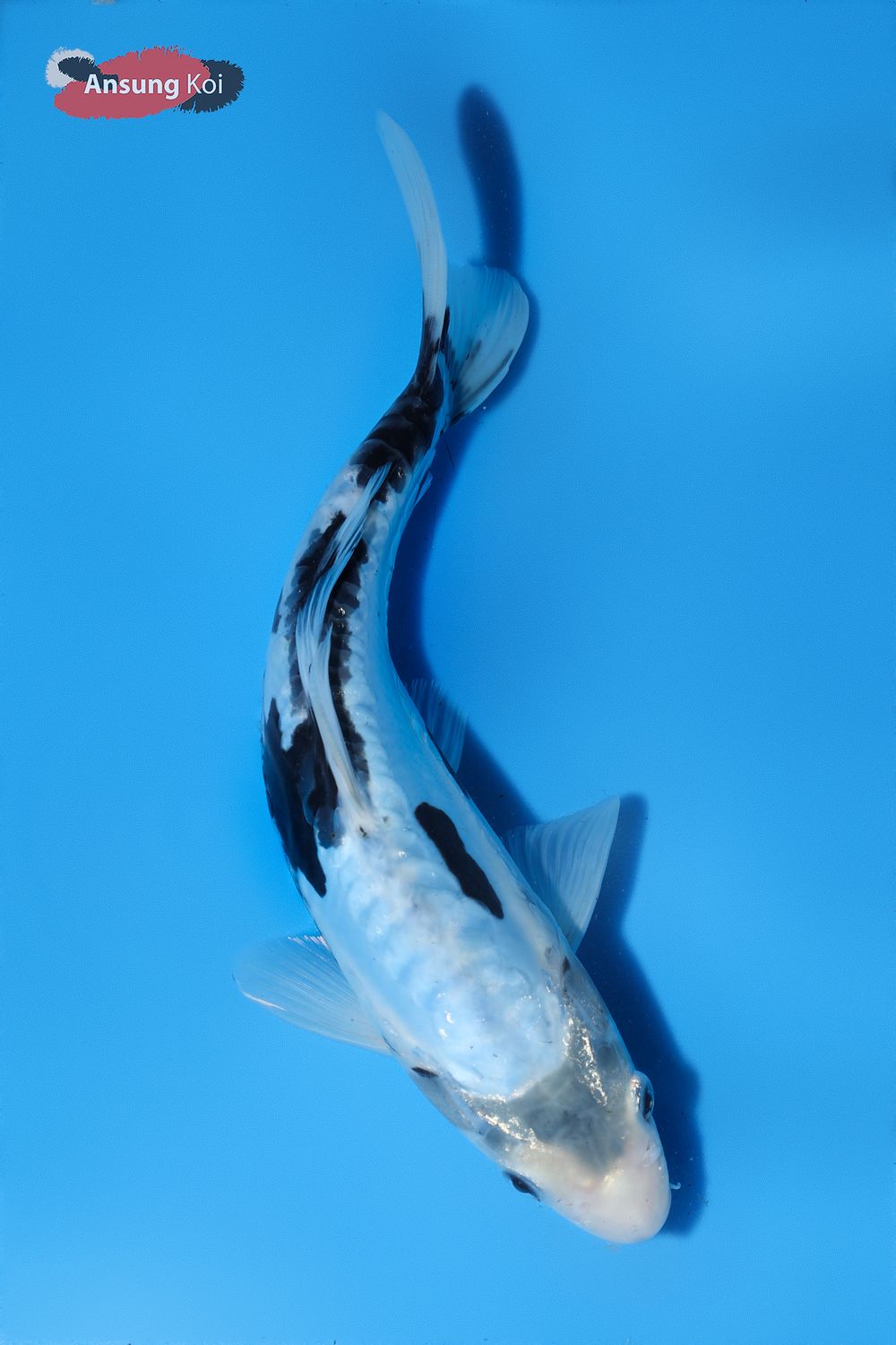 974_detail3.jpg